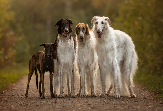 the history of sighthounds