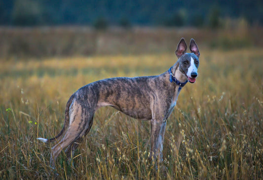 brindle whippet in field
