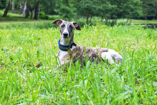 Why Whippets Make Great Pets - Happy Greys