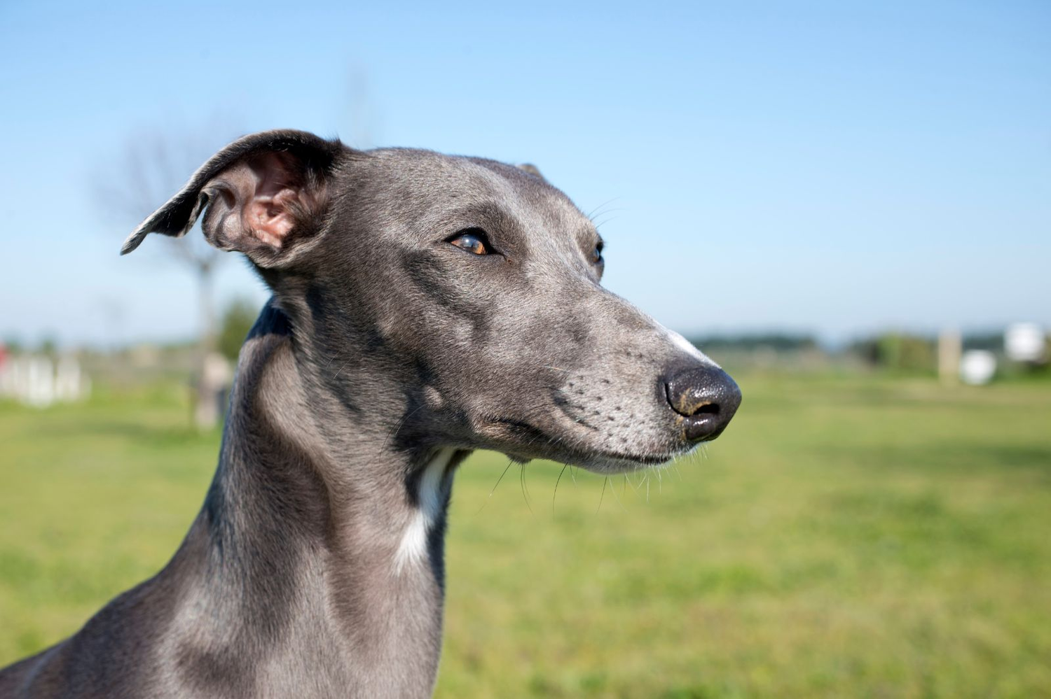 Whippet Lovers Gifts - Happy Greys